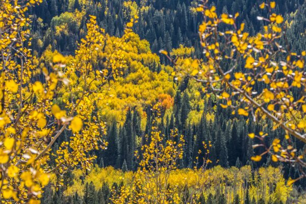 Autumnal Color Explosion. Aspen, CO