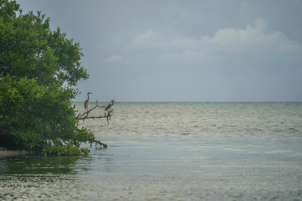 Herons Hunting, Grand Bahama