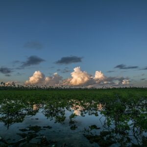Mangroves at Sunset. Grand Bahama