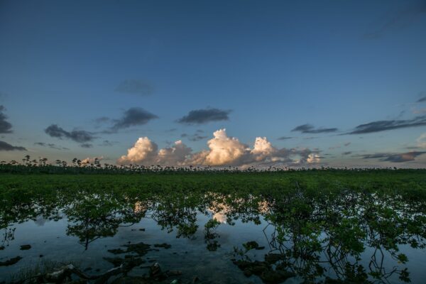 Mangroves at Sunset. Grand Bahama