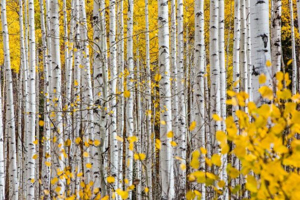 Aspen Grove, Independence, CO